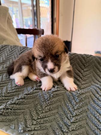 Welsh Corgi (Pembroke) puppy for sale by ELBELLARIDGE
