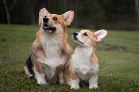 Welsh Corgi (Pembroke) for sale by ELBELLARIDGE