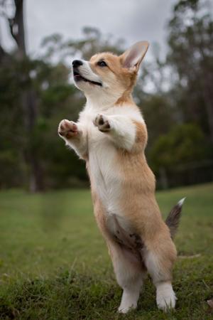 Welsh Corgi (Pembroke) for sale by ELBELLARIDGE