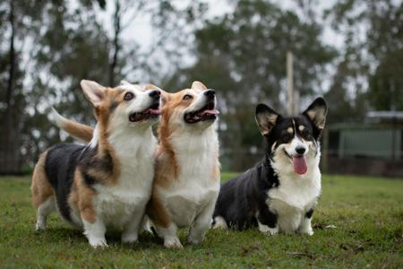 Welsh Corgi (Pembroke) for sale by ELBELLARIDGE