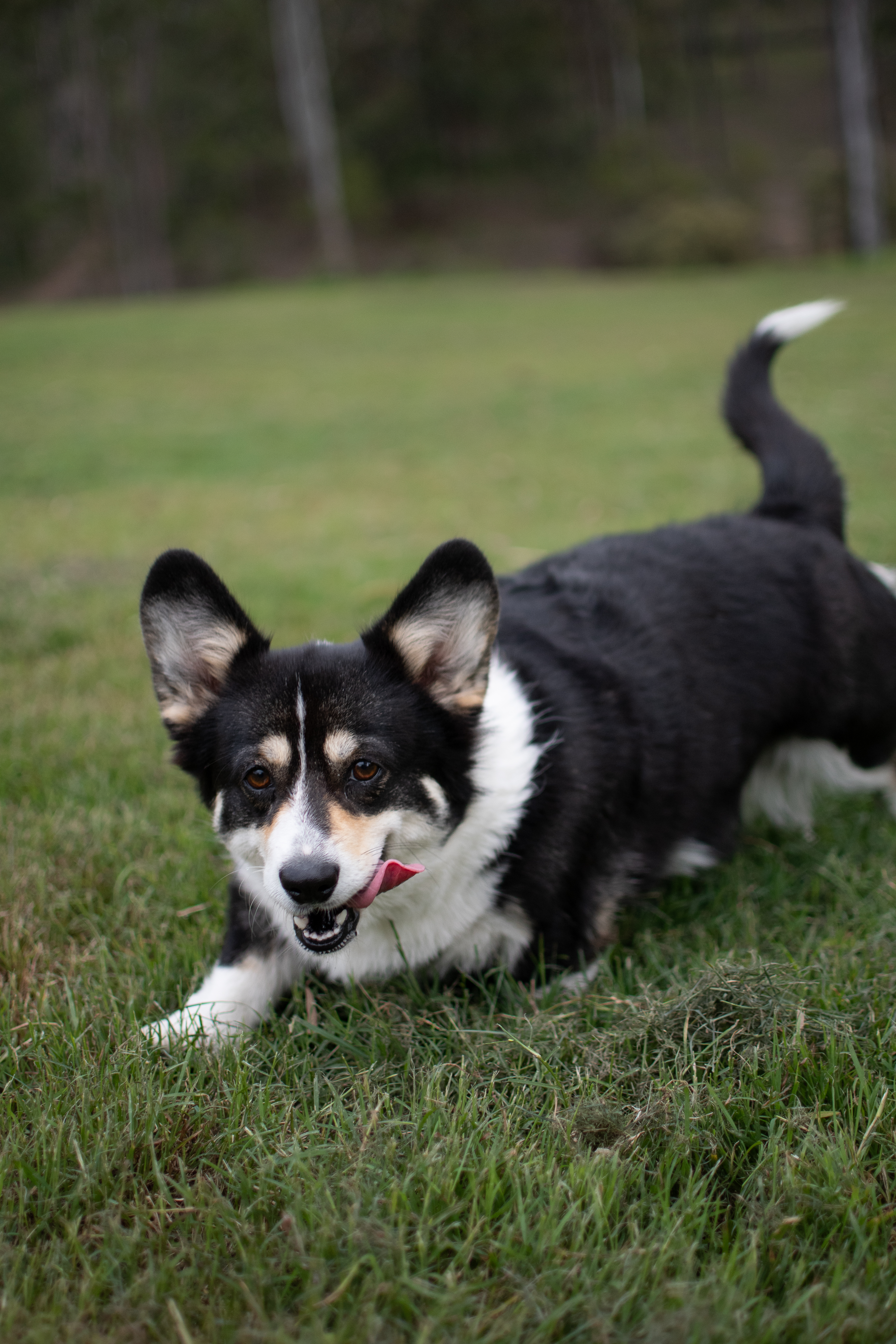 Welsh Corgi (Pembroke) for sale by ELBELLARIDGE