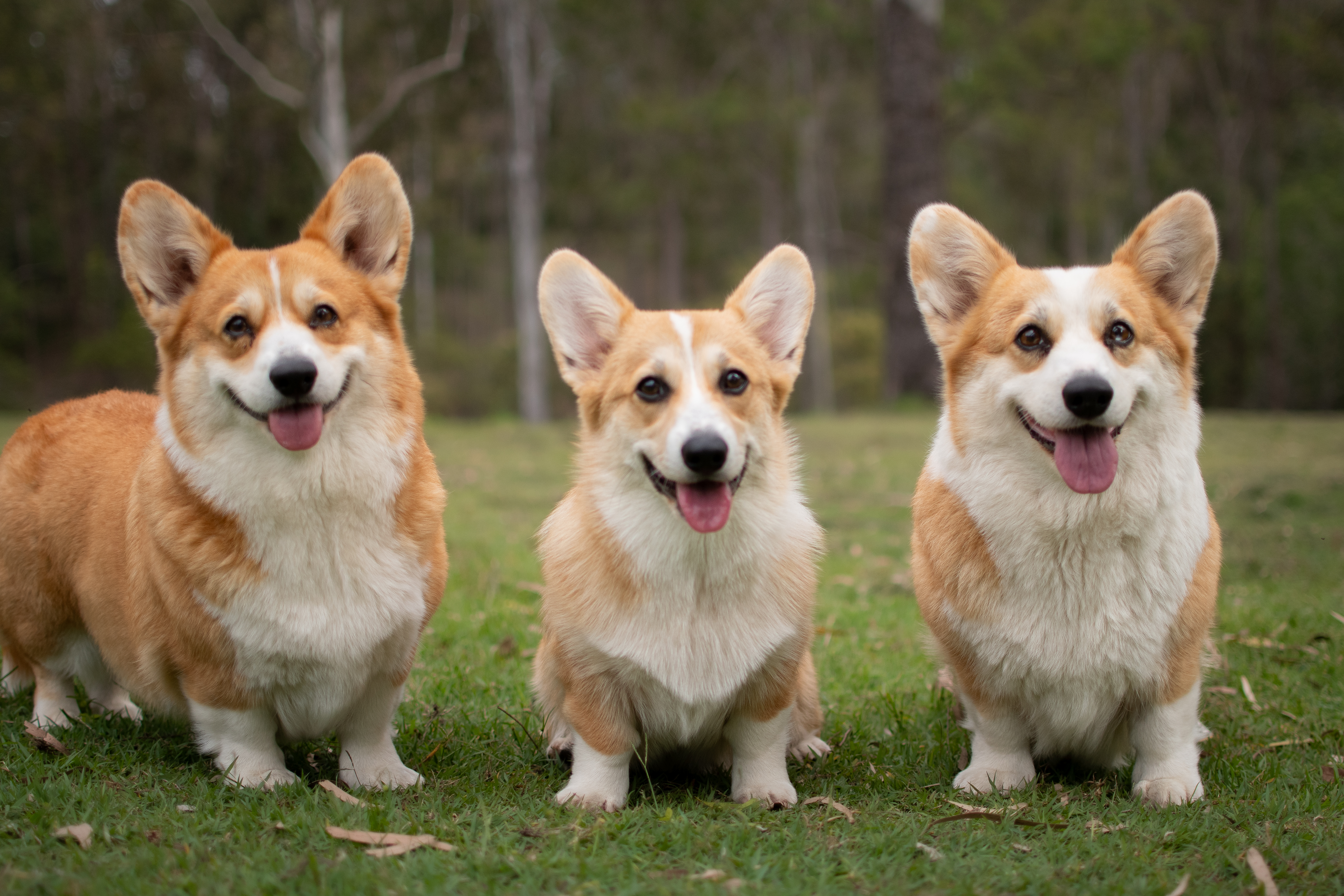 Welsh Corgi (Pembroke) for sale by ELBELLARIDGE