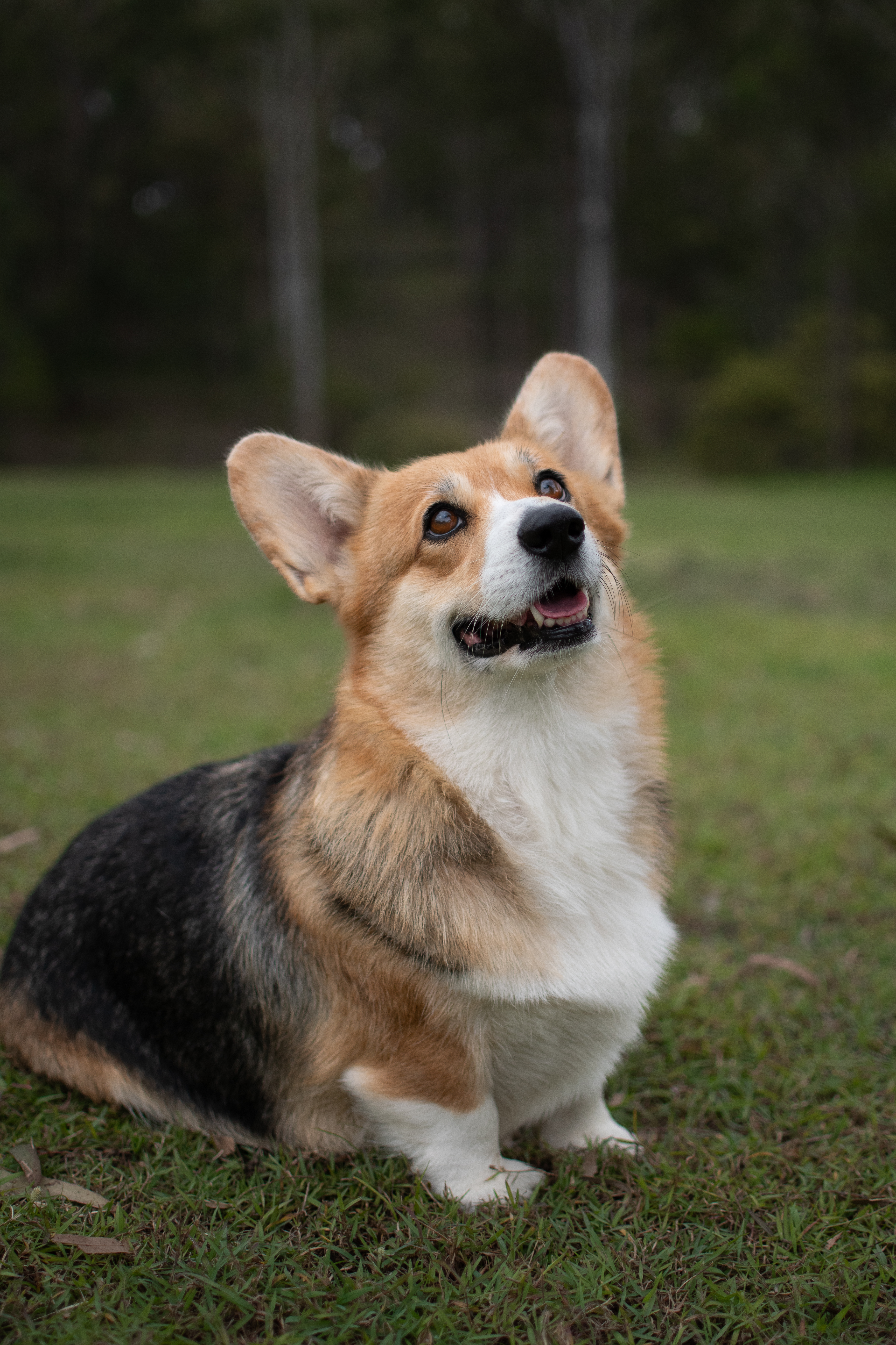 Welsh Corgi (Pembroke) for sale by ELBELLARIDGE