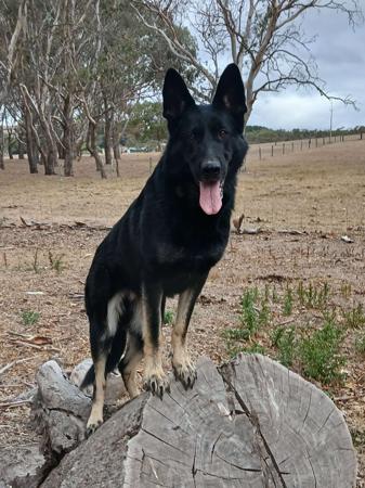 German Shepherd Dog for sale by BROOKSVALE