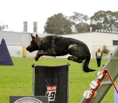 German Shepherd Dog for sale by BROOKSVALE