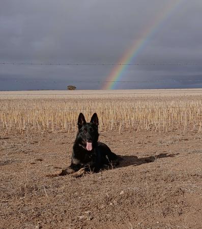 German Shepherd Dog for sale by BROOKSVALE