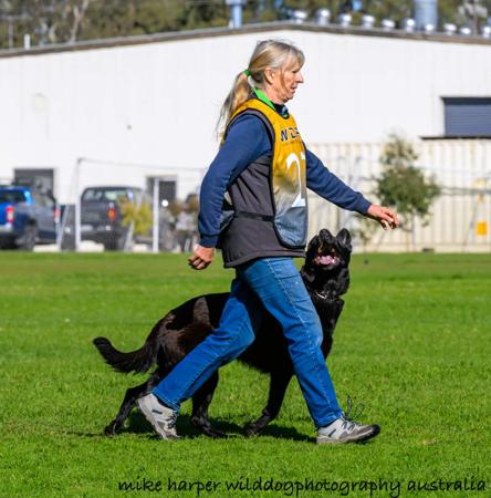 German Shepherd Dog for sale by BROOKSVALE