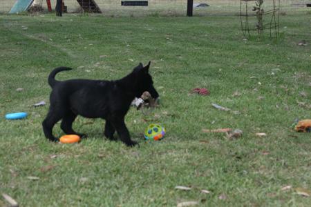 German Shepherd Dog puppy for sale by BV