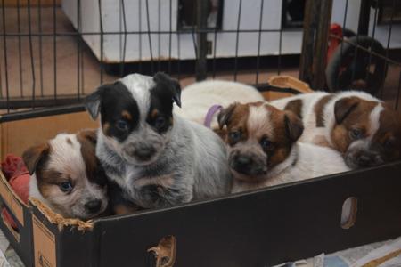Australian Cattle Dog puppy for sale by BROOKSVALE