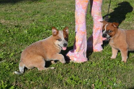 Australian Cattle Dog puppy for sale by BV