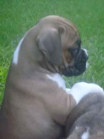 Boxer for sale by KAROMILI