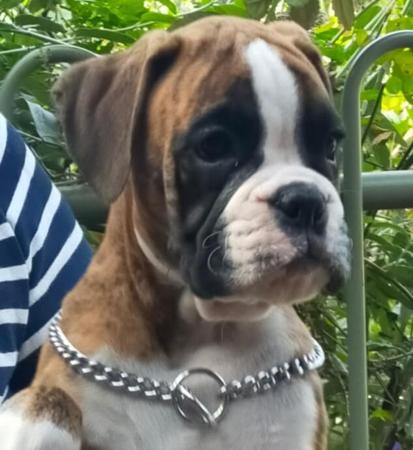 Boxer for sale by KAROMILI