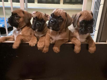 Boxer for sale by KAROMILI