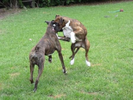 Boxer for sale by KAROMILI