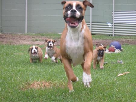 Boxer for sale by KAROMILI