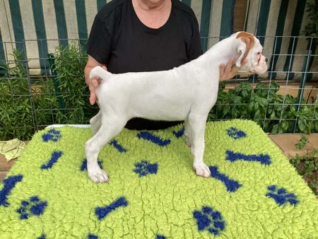 Boxer puppy for sale by KAROMILI