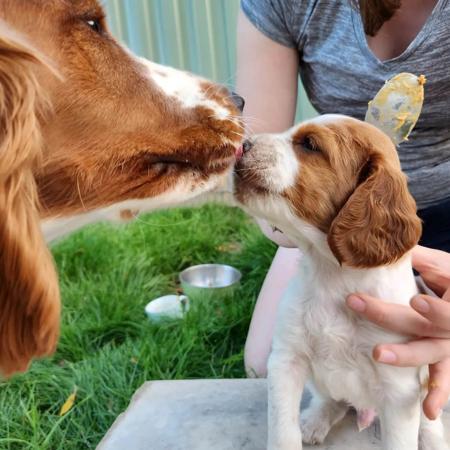 Welsh Springer Spaniel puppy for sale by KATARINABLAIR