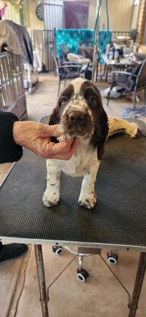 English Springer Spaniel puppy for sale by SPRINGDAX