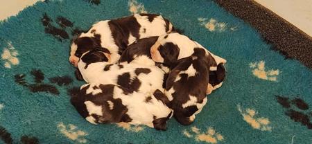 English Springer Spaniel puppy for sale by KATECALLERY