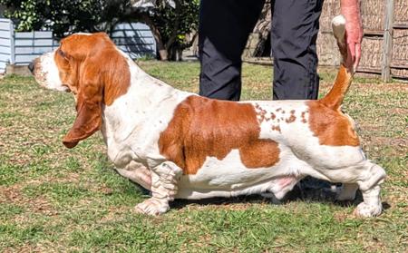 Basset Hound for sale by GOLDREIGN