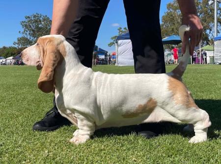 Basset Hound for sale by GOLDREIGN