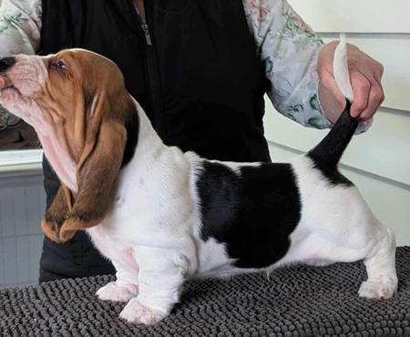 Basset Hound for sale by GOLDREIGN