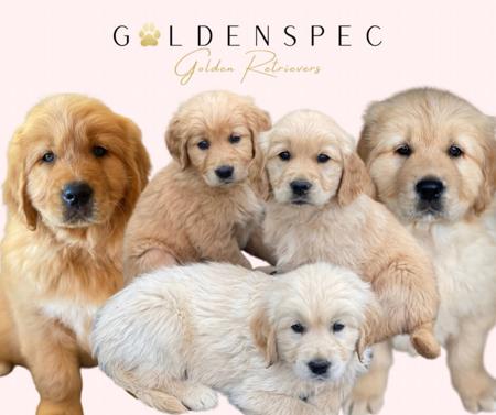Golden Retriever for sale by GOLDENSPEC