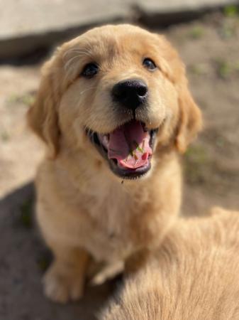 Golden Retriever for sale by GOLDENSPEC
