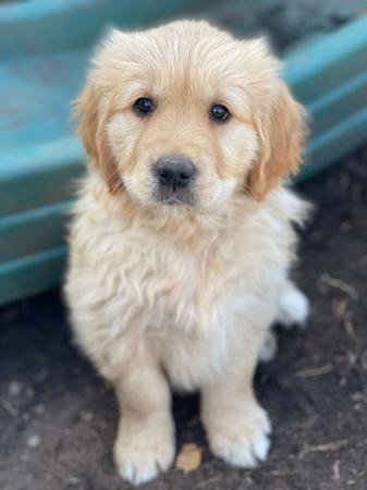 Golden Retriever for sale by GOLDENSPEC