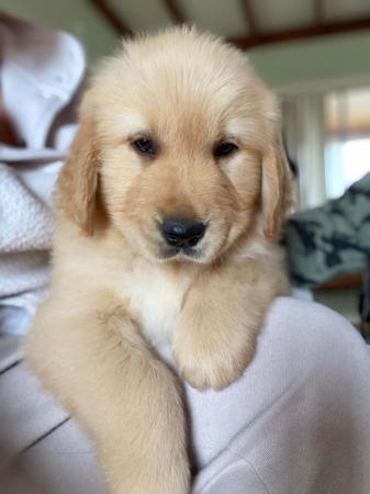 Golden Retriever for sale by GOLDENSPEC