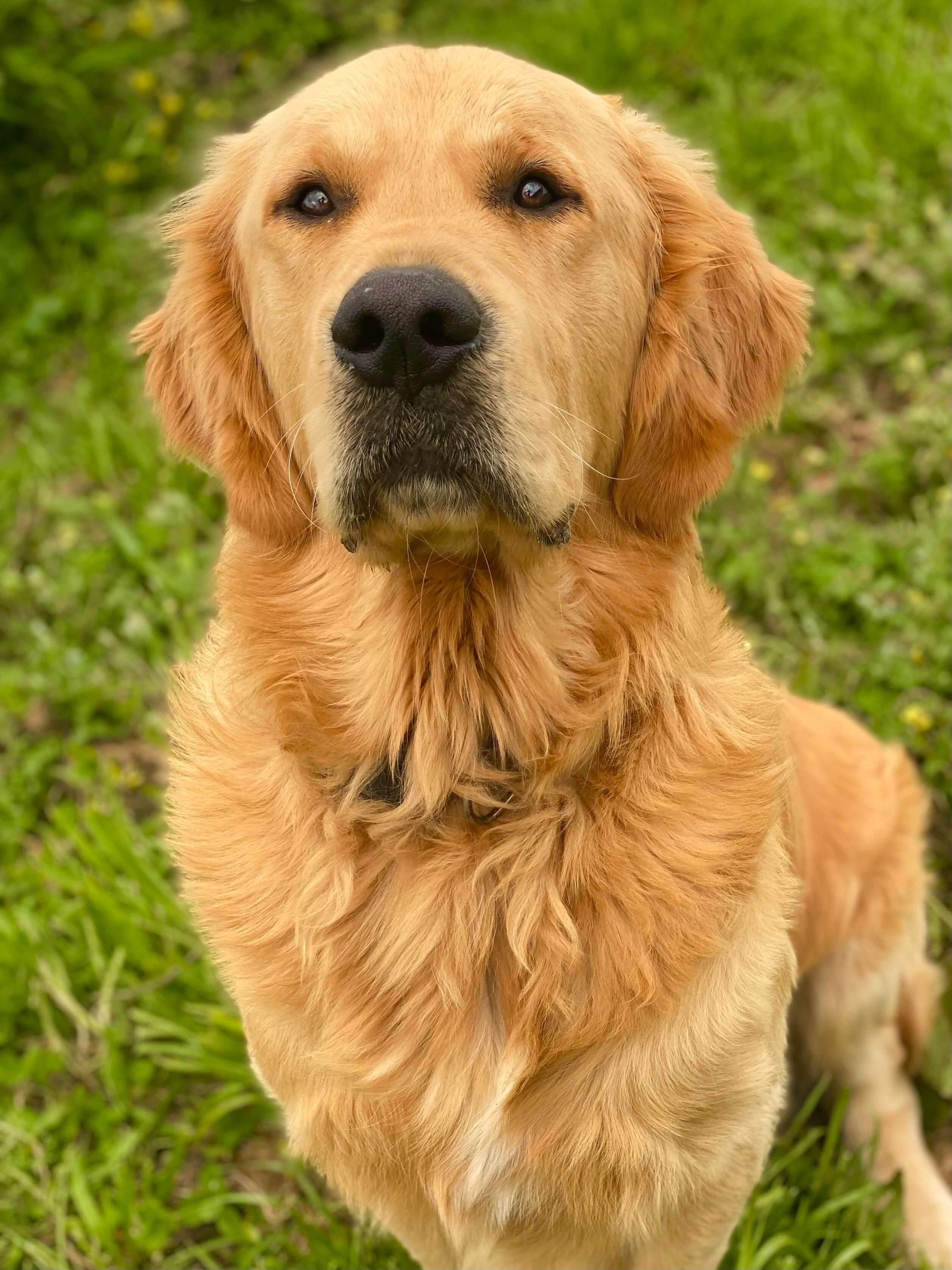 Burani Gold Rush Golden Retriever - Owned by Bree Lloyd