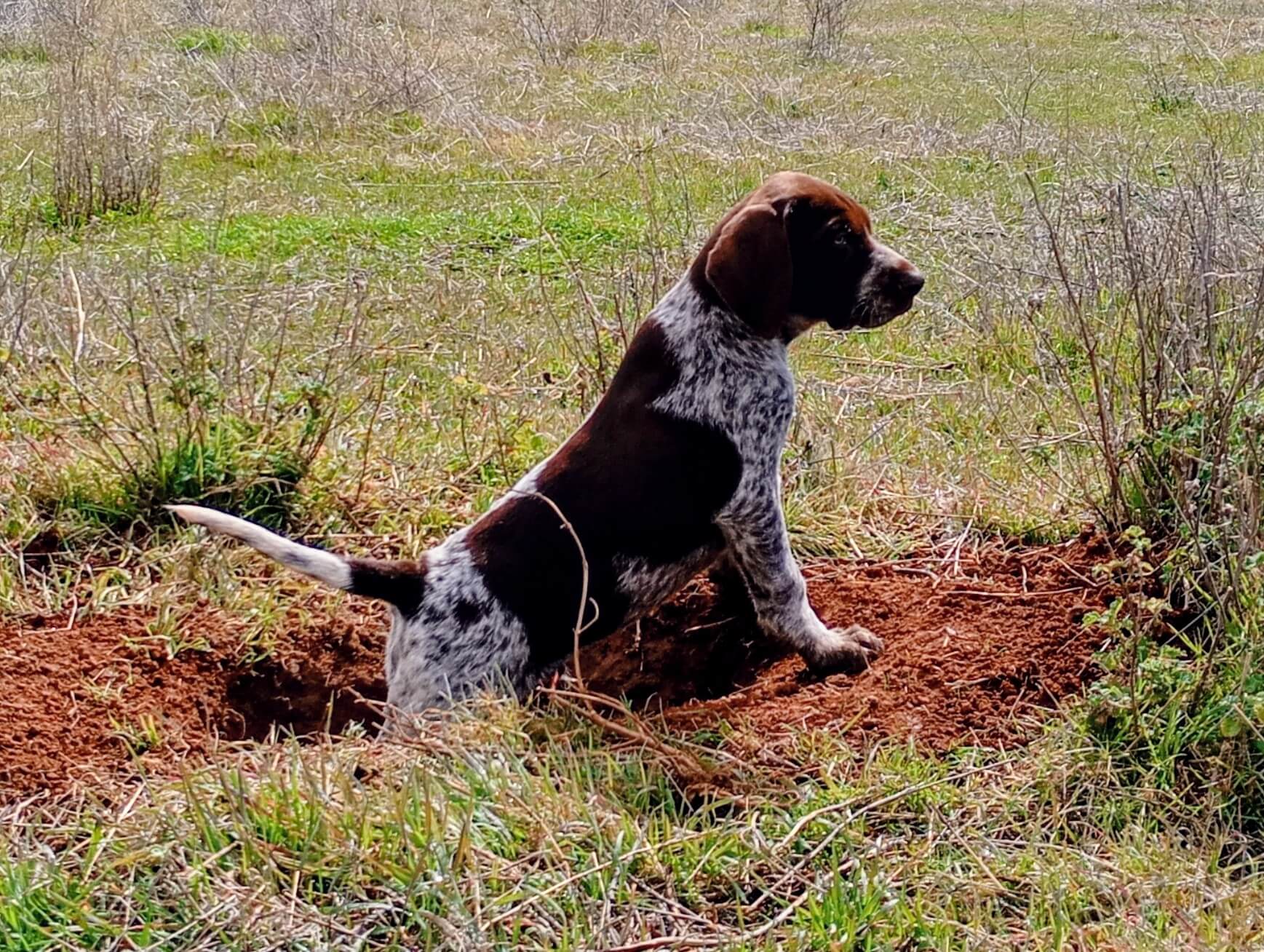 Smackpoint Why So Serious German Shorthaired Pointer - Owned by ...