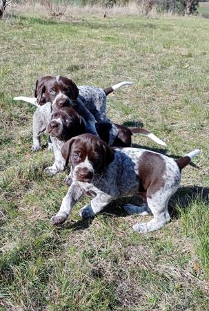 German Shorthaired Pointer puppy for sale by SMACKPOINT
