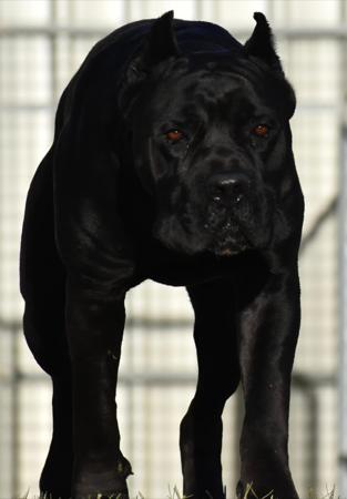 Cane Corso for sale by SEMPREMIO