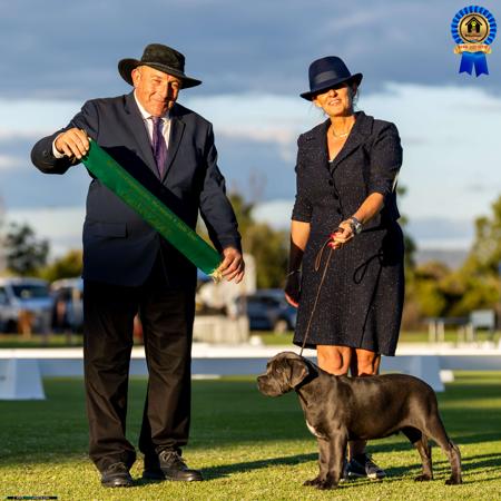 Cane Corso for sale by SEMPREMIO