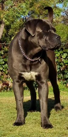 Cane Corso for sale by SEMPREMIO