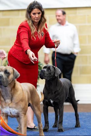 Cane Corso for sale by SEMPREMIO