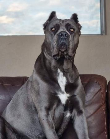 Cane Corso for sale by SEMPREMIO