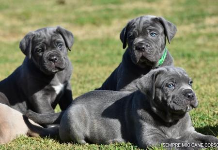 Cane Corso for sale by SEMPREMIO