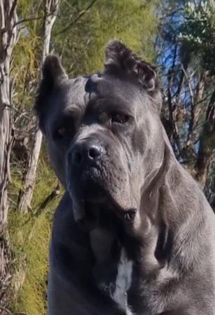 Cane Corso for sale by SEMPREMIO