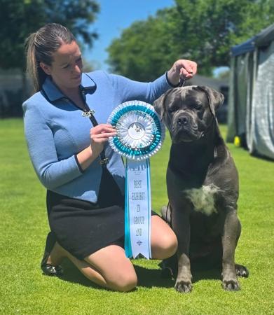 Cane Corso for sale by SEMPREMIO