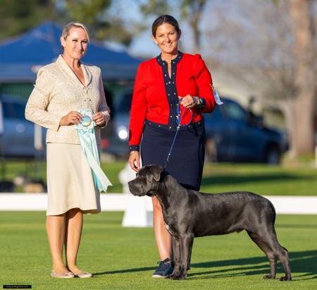 Cane Corso for sale by SEMPREMIO