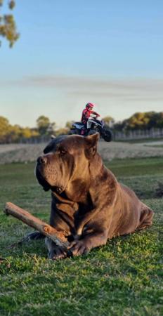 Cane Corso for sale by SEMPREMIO