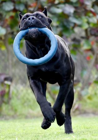 Cane Corso for sale by SEMPREMIO