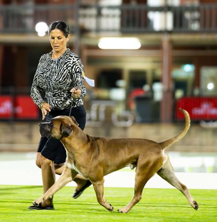 Cane Corso for sale by SEMPREMIO