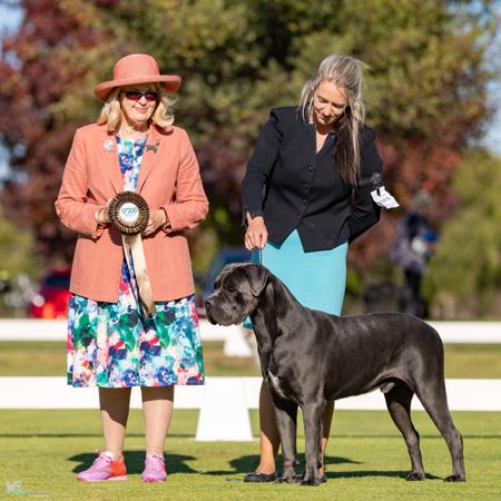 Cane Corso for sale by SEMPREMIO