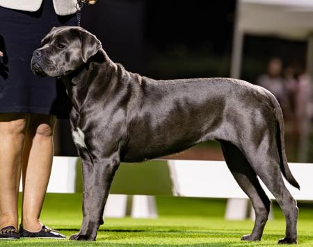 Cane Corso for sale by SEMPREMIO