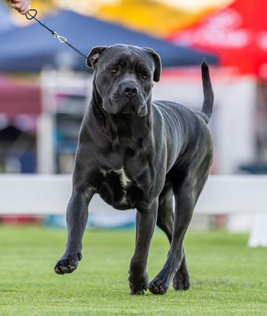 Cane Corso for sale by SEMPREMIO