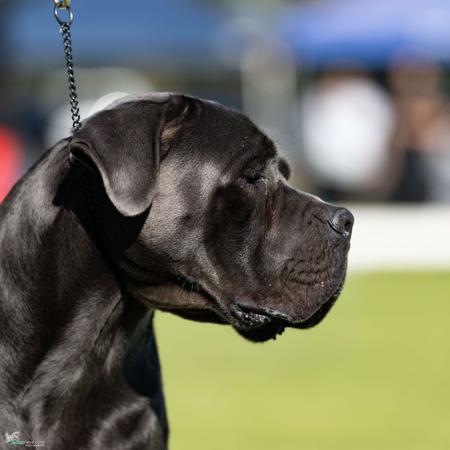 Cane Corso for sale by SEMPREMIO