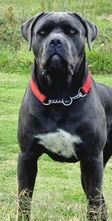 Cane Corso for sale by SEMPREMIO